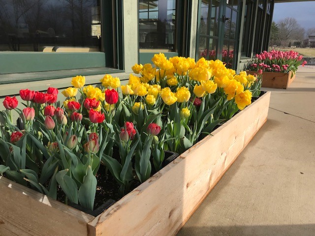 Spring is here and Cox Arboretum MetroPark is looking especially colorful. Be sure to stop and smell the flowers before heading to the newly reopened Tree Tower! #natureisopen