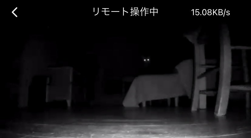 mazutaro's tweet image. 夜間、外出先から留守番中の猫の様子を見てみた

 #Roborock  #roborocks6maxv  #遠隔操作  #ピカァ  #保護猫  #猫との暮らし  #ロボット掃除機  #便利な機能  #ペットカメラ  #音声も送れます  #ピカア  #家電   #ベストバイ