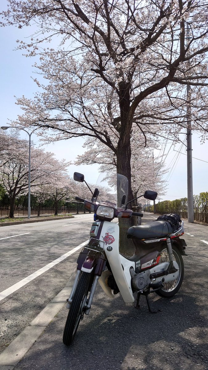 S2000_Falcon's tweet photo. #桜 なう。
#イマソラ #cub100ex #カブツー https://t.co/UFeWfBHjWw