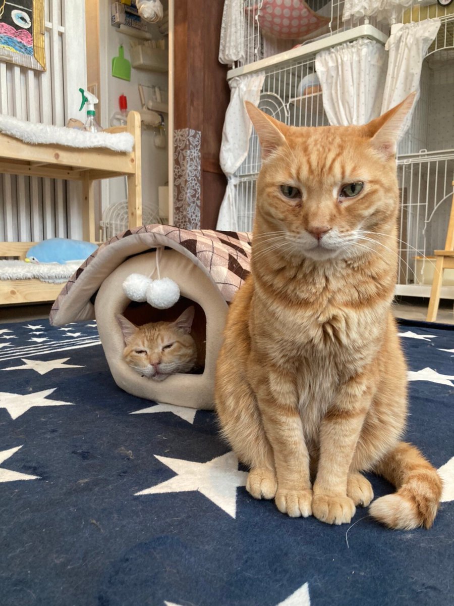 CATS_INN_TOKYO's tweet photo. 本日も13〜20時(最終入場19時)で営業です
ご予約はtel 03-6312-8391 / 080-5069-6159、Twitter、FacebookのDMもOK!
仲良くなるとシンクロ率高めw
#猫 #cat #保護猫カフェ #板橋 #里親募集 キャッツイン東京 #sanocit #chanocit #dangocit #pandacit #guycit https://t.co/0C6SkLIejB