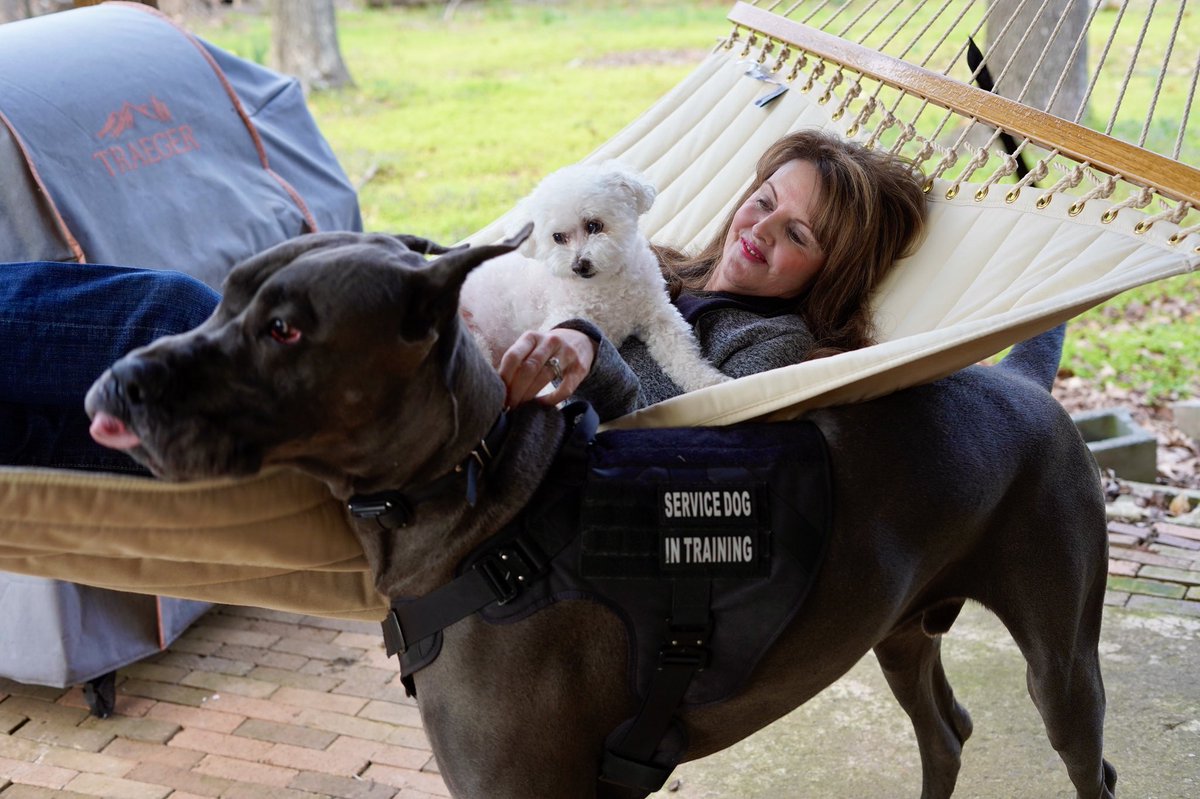 Gabriel and Woogies enjoying my new hammock…<a href="/GabbyDoo5/">@GabbyDoo</a> #greatdanes #lovemydogs