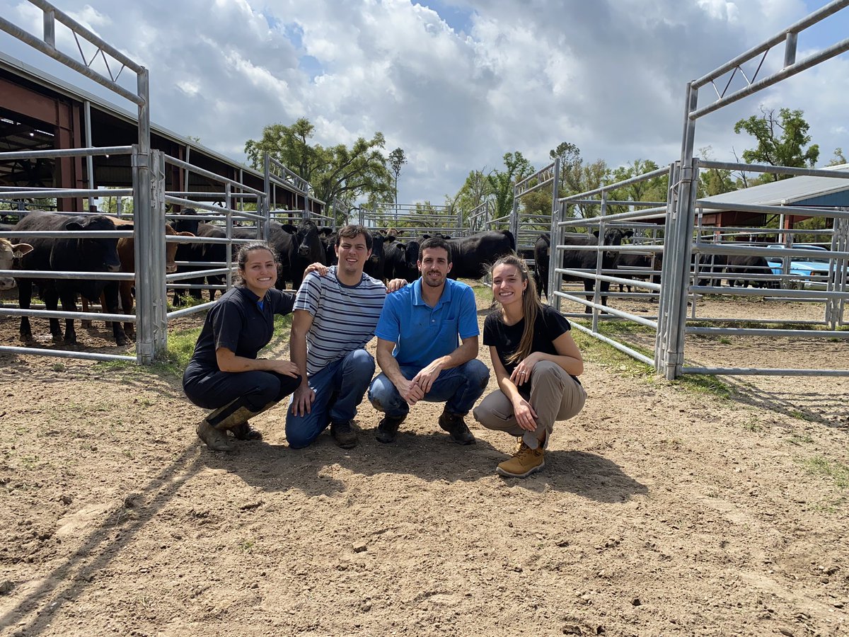 Daniherediac's tweet photo. Yesterday we had the last AI of the breeding season @ufifasnfrec Thanks to the amazing team we had this year we were able to conduct all the experiments that were planned. Thanks for all the help @GelaGonella @fedetarno @AlejoOjedaRojas https://t.co/XySAV01HrF