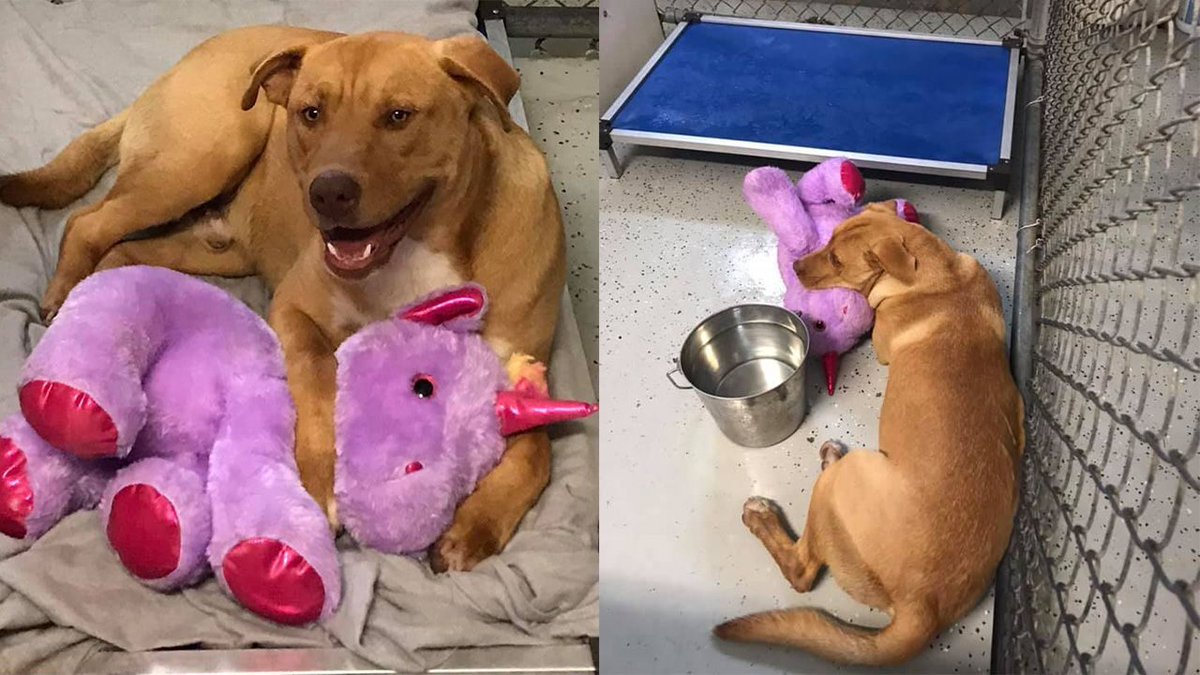 FOX2News's tweet photo. Stray dog gifted stuffed unicorn after ‘consistently’ stealing it from dollar store https://t.co/9kBC8HSXR6 https://t.co/KsDf3WwmSZ