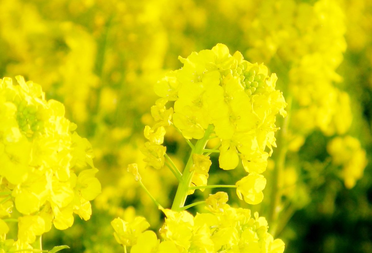 花 A Twitter 与謝蕪村 菜の花や 月は東に日は西に 一面に続く菜の花畑 東の空からは月が昇り 西には赤い夕陽が沈んで行く 朝の続き 以前 俳句の意味を訊かれましたので 載せておきました 今日の誕生花 菜の花 花言葉 財産 ﾅｴ T