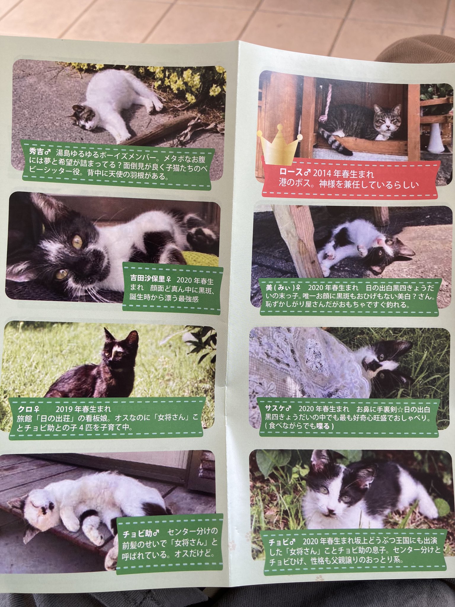 久方 広之 のら猫拳 チョビ とか みぃ とか皆かわいい名前つけてもらってるのに １匹だけ 吉田沙保里 って霊長類最強にされてて草 T Co Apiskdhhil Twitter