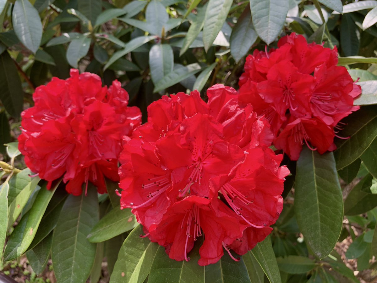 Cloudsailor 星羅の一日一花 セイヨウシャクナゲ 西洋石楠花 アジア産のシャクナゲ を元に欧米で育成された園芸種などを総称してセイヨウシャクナゲと呼ぶ 白 赤 黄 紫などの大きな花を枝先に固まってつける ツツジ科ツツジ属 Rhododendrons