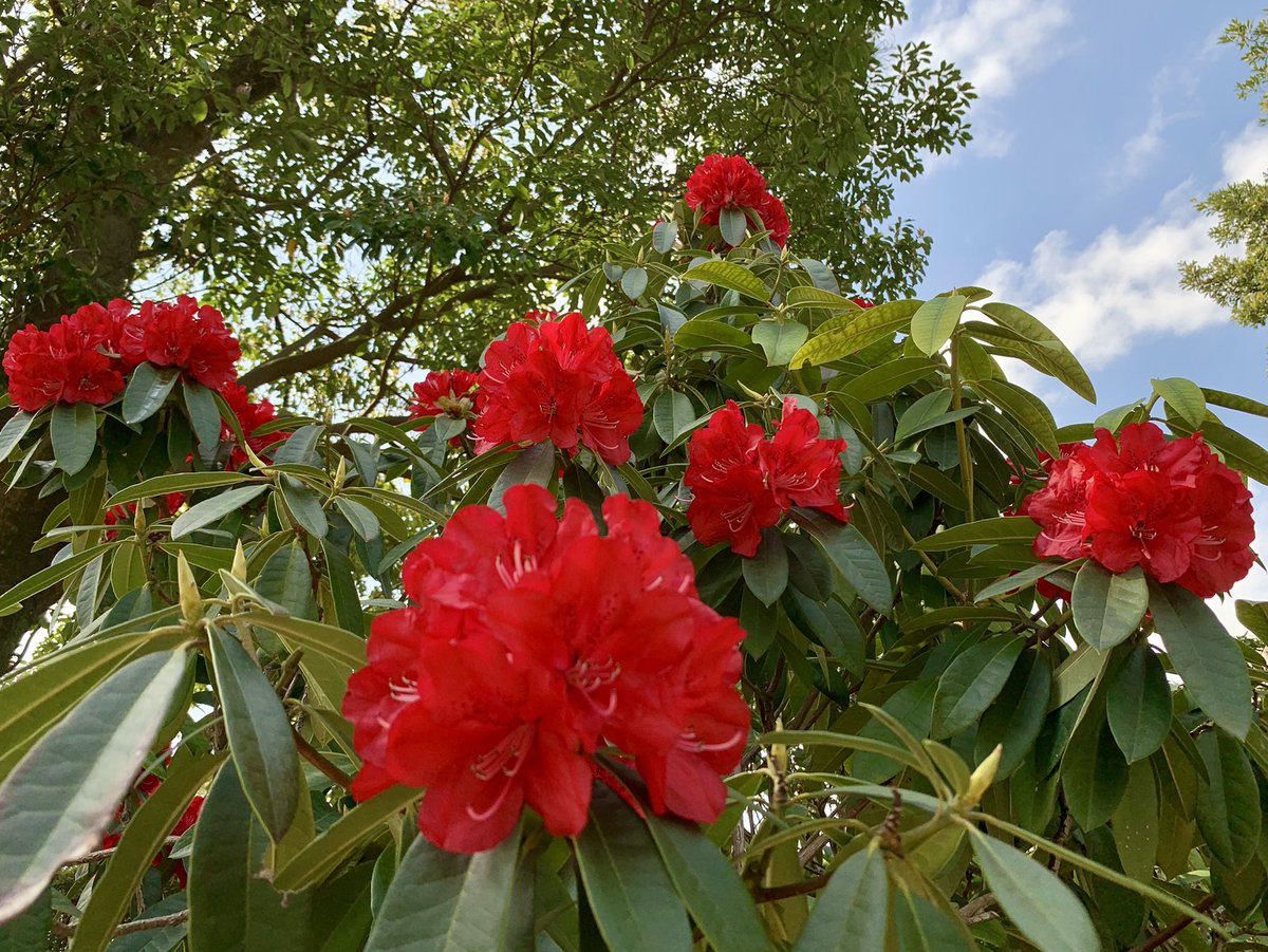 Cloudsailor 星羅の一日一花 セイヨウシャクナゲ 西洋石楠花 アジア産のシャクナゲ を元に欧米で育成された園芸種などを総称してセイヨウシャクナゲと呼ぶ 白 赤 黄 紫などの大きな花を枝先に固まってつける ツツジ科ツツジ属 Rhododendrons