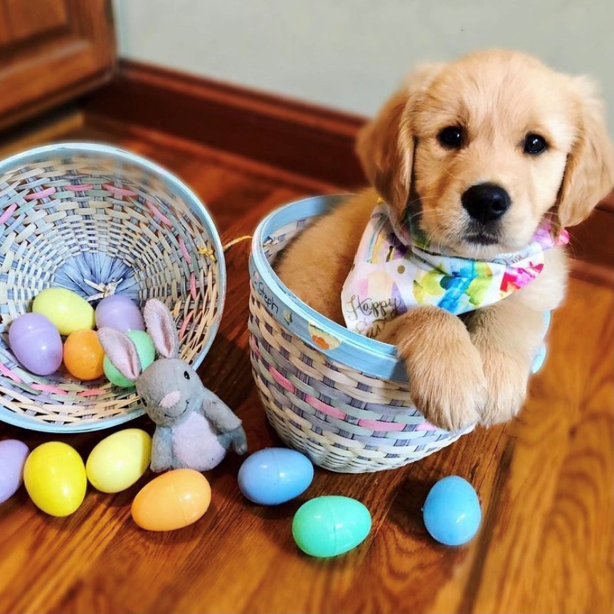 PetSmart's tweet photo. The #EasterwithPetSmart photo contest is here! Show us your #CutestEasterBunny or #MostCreative photo for a chance to win a $100 gift card. Contest closes Friday, 4/2 at 5:00 p.m. EST. Winners will be announced Sunday, April 4. https://t.co/gl8e6mLkbs 📷: IG jani_and_alphonse https://t.co/LgPjLgrVDW