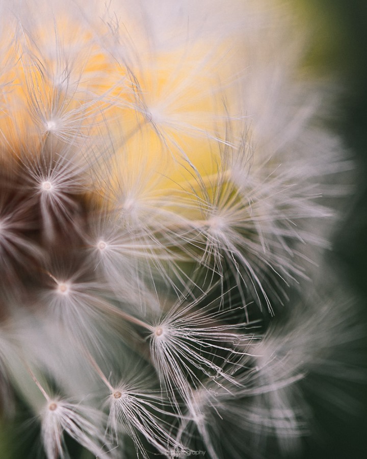 I love to see the parasols of a dandelion up close...
\\
.
.
.
.
.
.
#nature #naturephotography #macrophotography #macro
#macro_freaks #macro_perfection #macro_brilliance #nature_sultans #nature_perfection #macro_captures #macrocaptures #macro_captures_ #macronature #macro_g…