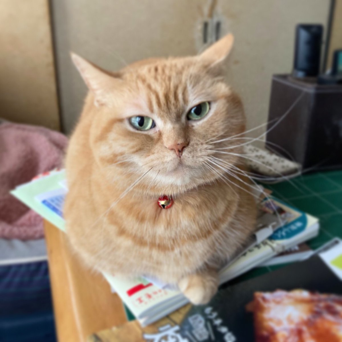 CPtsukuba's tweet photo. 素敵な眼差し👀✨

#雑誌は私のベッド #猫あるある #ケアペッツつくば #動物看護師のペットシッター #ペットシッター #キャットシッター #ペットのお留守番 #お散歩代行 #みらい平 #みどりの #猫好きさんと繋がりたい #猫のいる暮らし #Japanesecat #茶トラ https://t.co/zc6e7fjYD4