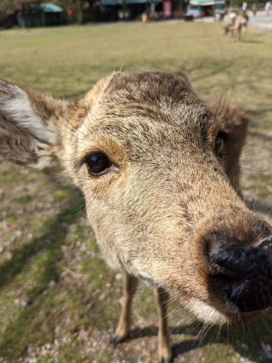 Akimov9's tweet photo. 奈良公園
鹿せんべい以外の食べ物を与えるのはやめましょう https://t.co/Z6P7jeSzZS
