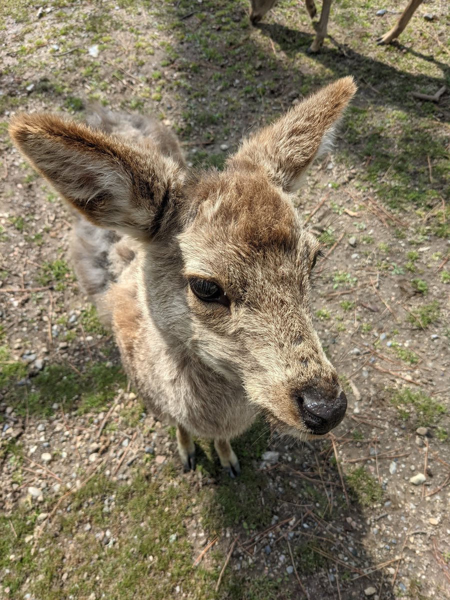 Akimov9's tweet photo. 奈良公園
鹿せんべい以外の食べ物を与えるのはやめましょう https://t.co/Z6P7jeSzZS