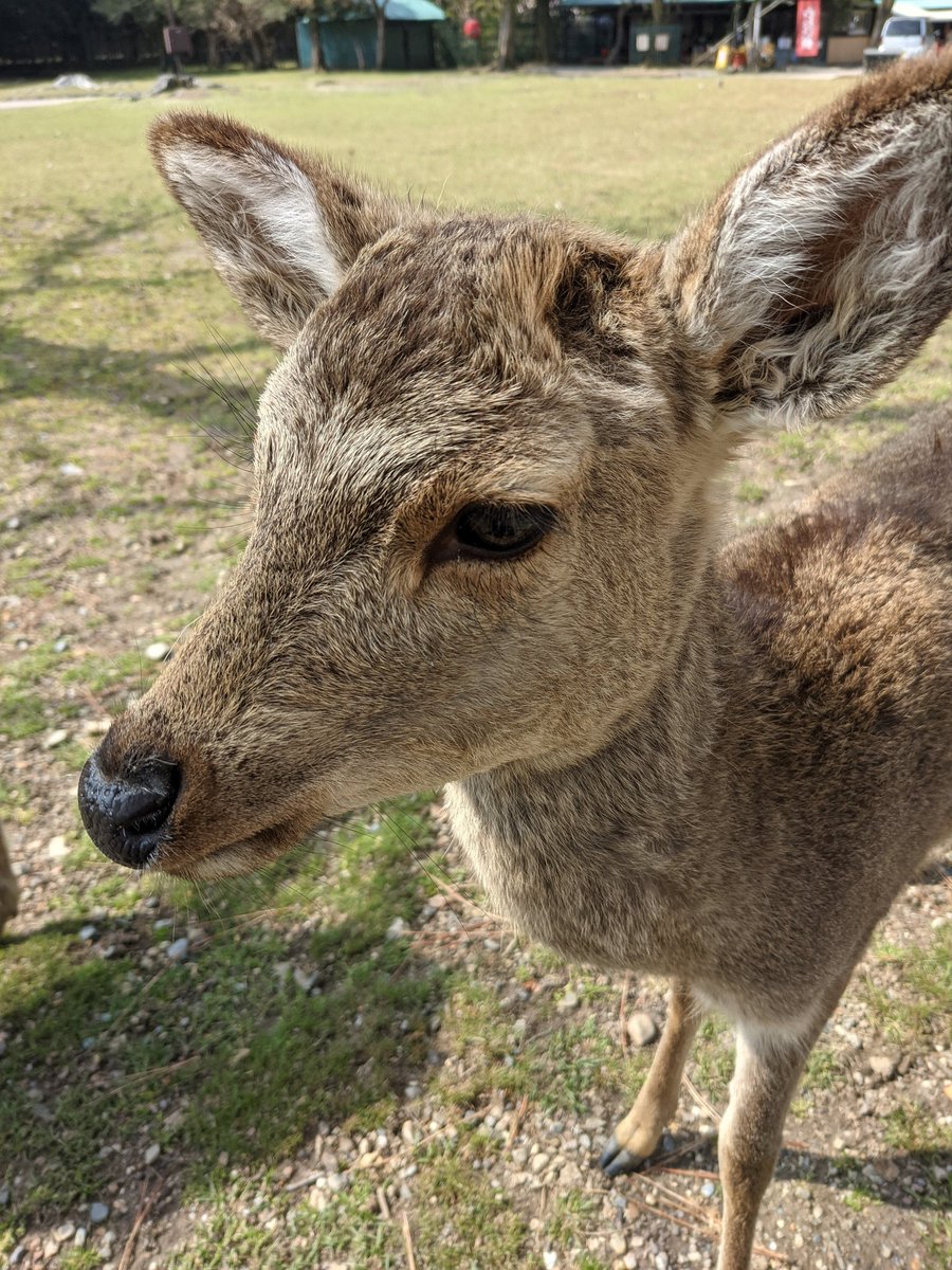 Akimov9's tweet photo. 奈良公園
鹿せんべい以外の食べ物を与えるのはやめましょう https://t.co/Z6P7jeSzZS