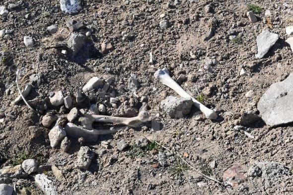 Diasporaof11's tweet photo. #Cebrayil

#ArmenianPatentedEthnicCleansing in #Karabakh 

Don’t tell me graves are in bad condition due to nature. How did bones appear on the surface after been buried 7 feet under? https://t.co/sikunga5Mo