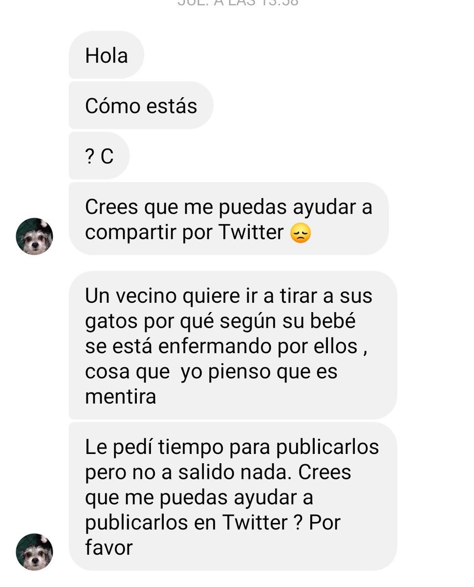 firulaisasalvo's tweet photo. Me piden ayuda para estas gatas que quieren echar a la calle 😭

Yo no puedo aceptar un caso más. Si alguien quiere ayudar puede contactar con: 

Malinaltzil
5564587388 https://t.co/Kcviu92MqB