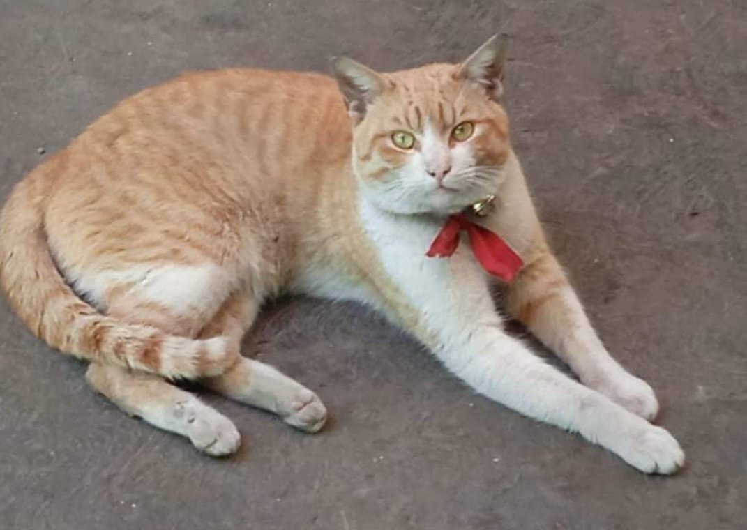 firulaisasalvo's tweet photo. Me piden ayuda para estas gatas que quieren echar a la calle 😭

Yo no puedo aceptar un caso más. Si alguien quiere ayudar puede contactar con: 

Malinaltzil
5564587388 https://t.co/Kcviu92MqB