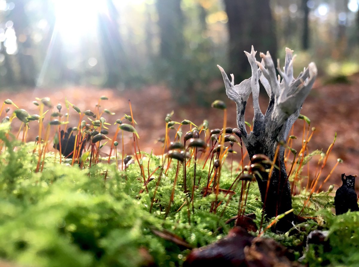 bernoid's tweet photo. For #FungiFriday here's some of my personal favourites captured over the years. (including my profile pic) #AmethystDeceiver #OakBracket #HollyParachute #Candlesnuff #guttation #marasmius #polypore #fungus #fungi #mycelium #mushroom #mushrooms #MushroomTwitter https://t.co/F2s3tOd4no
