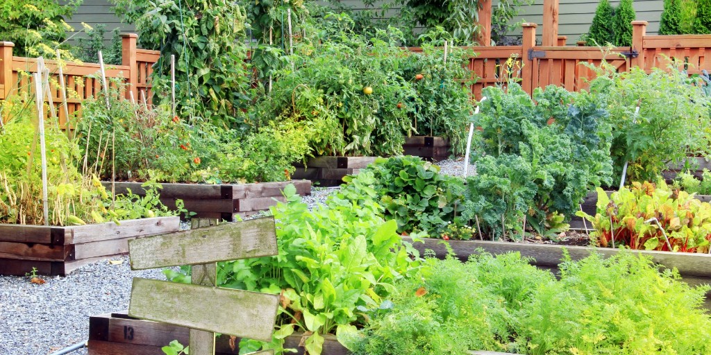yardbutler's tweet photo. Want to garden but don't have the space? Consider joining (or starting) a #communitygarden!  Our latest blog covers all of the amazing benefits to community gardens, and even gives you tips to start your own. #yardbutler
https://t.co/kIhEshdYXt https://t.co/q3gmqoCOKV