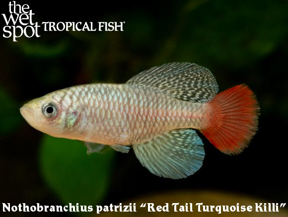 The Wet Spot Tropical Fish tweet media