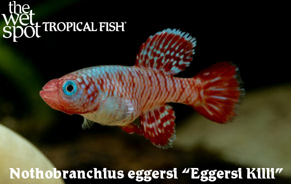 The Wet Spot Tropical Fish tweet media