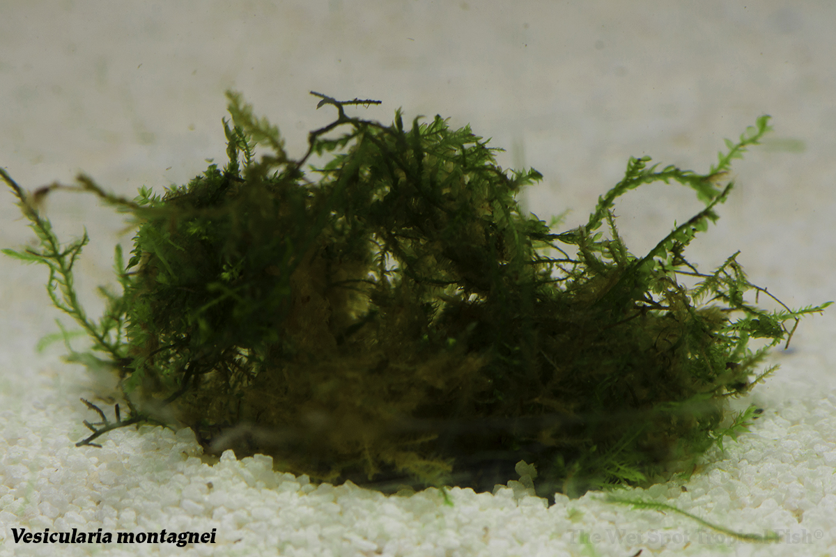 The Wet Spot Tropical Fish tweet media