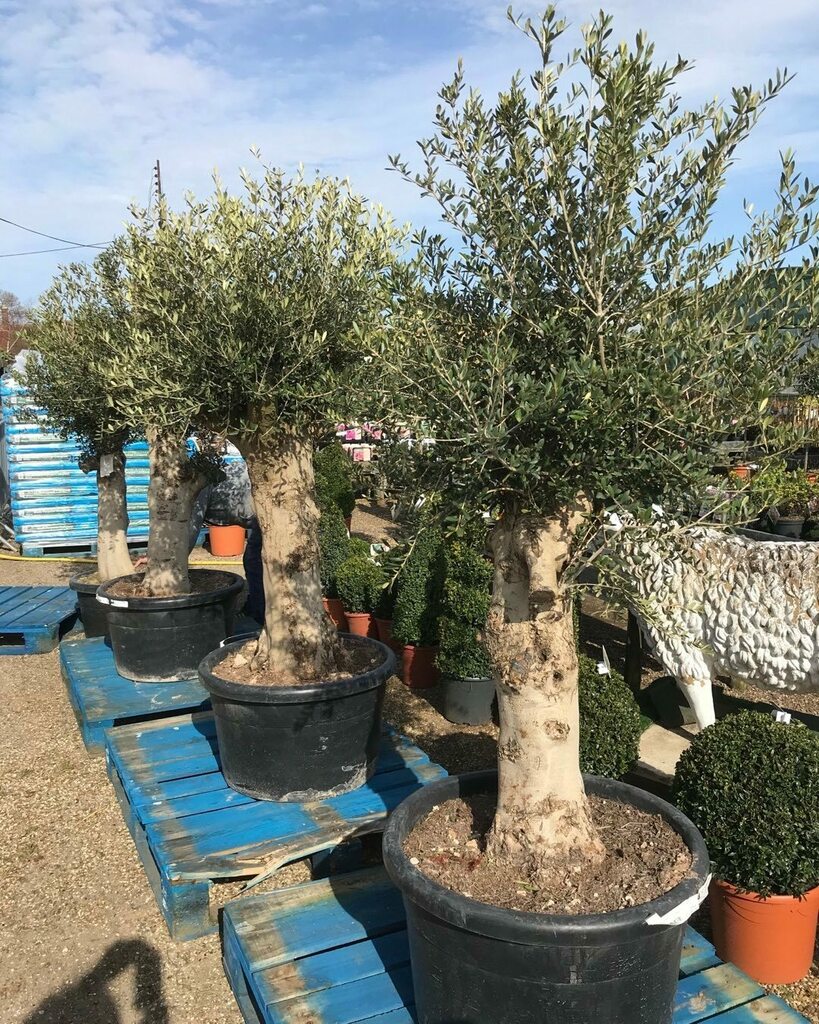 Exoticgardenco's tweet photo. Superb olive trees arrived today amongst a wide selection of shrubs & perennials , citrus plants, cacti. Follow us on Facebook. Open 10am-4pm. 7 days a week. #Aldeburgh, #Southwold, #Woodbridge, #Felixstowe, #Ipswich, #BuryStEdmunds, #Colchester, #Suffolโฆ https://t.co/5d2aKEosaK https://t.co/bv2tqj9XBT