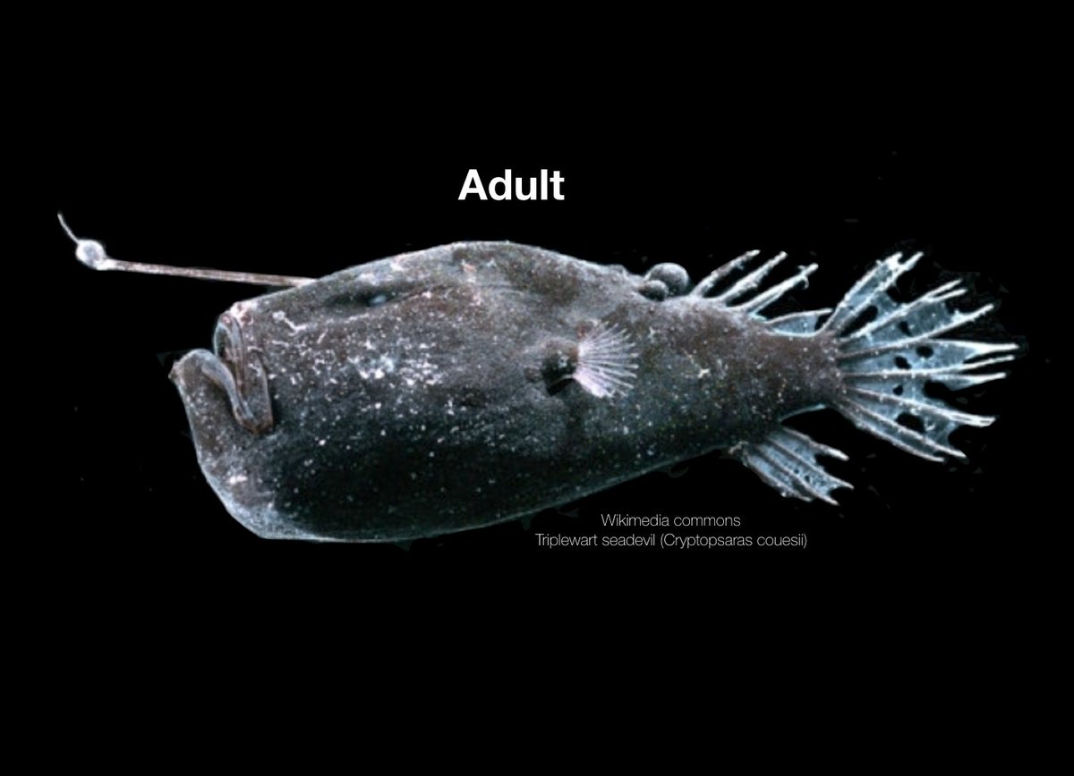 HAVE YOU SEEN BABY DEEP-SEA ANGLERFISH?! Species: Triplewart seadevil (Cryptopsaras couesii) Baby pics by Linda Ianniello: bit.ly/2Z7pVJN #DailyJelly