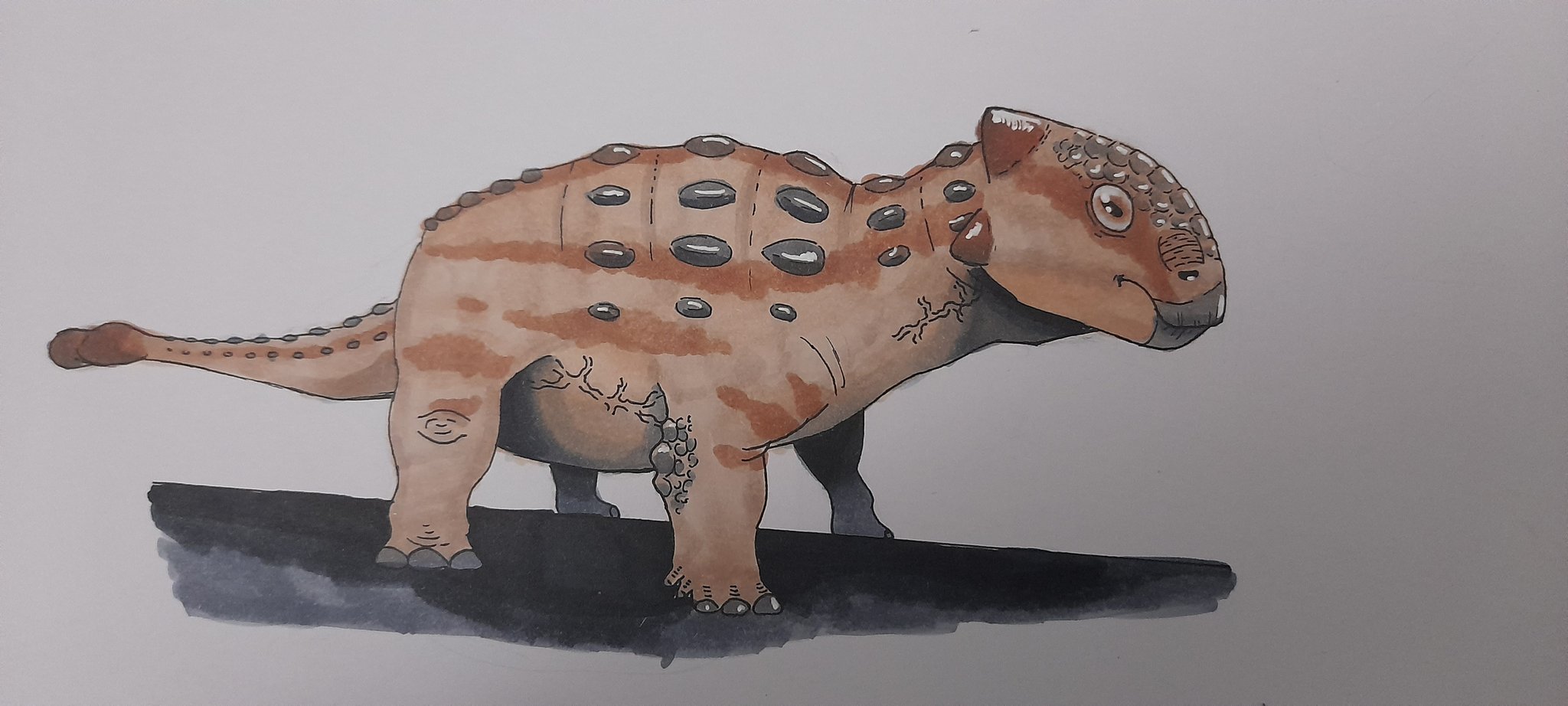 Baby Ankylosaurus