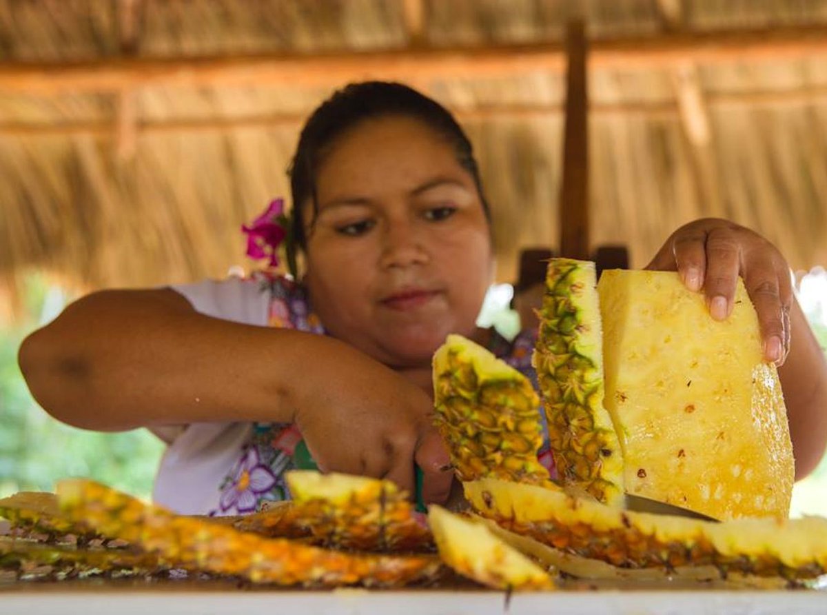 QrVoces's tweet photo. Piña cosechada en Bacalar, la más cotizada del mercado. https://t.co/bMmtI4uBqu https://t.co/8XwqoiKJyo