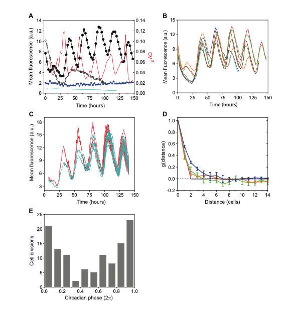 SRBR_Outreach's tweet photo. Spatial coherence and synchrony of #circadian oscillations along filaments of cyanobacterium Anabaena due to cell-cell #coupling and cell-cycle gating.
https://t.co/cWRCvZxKl8
#cyanoclock @eLife #clock #mathmodelling https://t.co/aUPleTxQih
