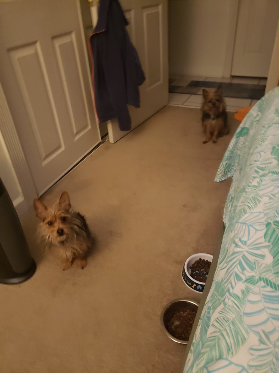 Newsoftheday28's tweet photo. The Brax which is the Pup and restless ringleader and Benjamin  Buttons who patiently waits for chicken to fall #dionnewarwick https://t.co/nhvfRSdFB1