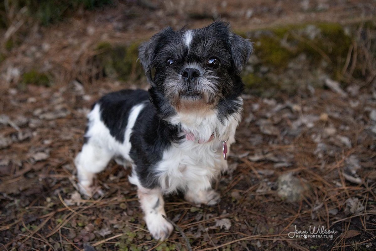 PoundDog911's tweet photo. Name: Taya
Age: 6 yrs
Gender: F
Spayed: yes
UTD vaccines: yes
Breed: ShihTzu
Colours: black/white
Coat length: med
House trained: yes
Special needs: yes, eye meds. Blind in one eye
OK with kids: no
OK with cats: yes
Ok with dogs: yes- small
Microchip: yes
Size: small
Fee: $450 https://t.co/ClAk56Wg9x