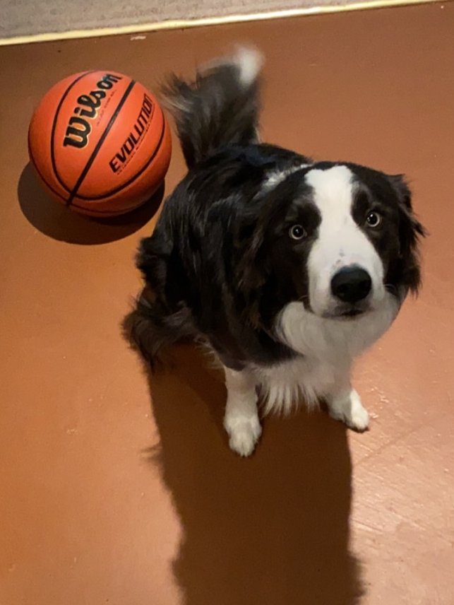 Also, there are way too many Bulldog mascots; as a Border Collie owner, I can tell you right now what's wrong with your team.  That is not an athlete.  Sorrynotsorry #bordercolliesrock!