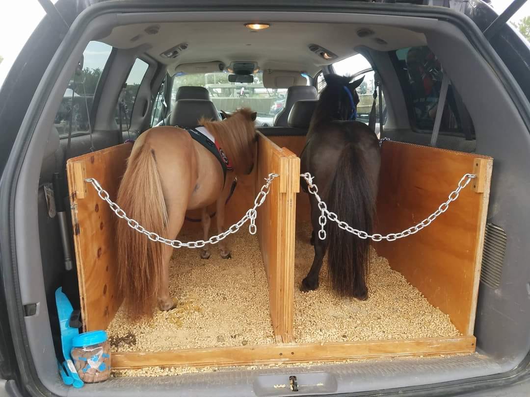 dac_and's tweet photo. Friday Funny-  If you are traveling with your horse this weekend, stay safe even if you don't have a mini-van.  Have a great weekend!
#dacpowered  #fridayfunny https://t.co/OC7XBIsOPh