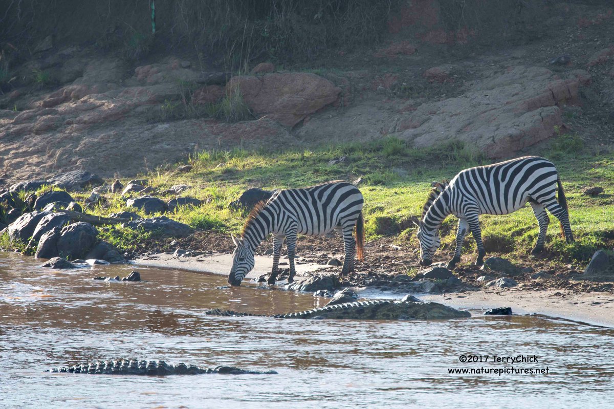 Zebra would like to cross Mara River, but not with crocodiles waiting. #zebra #crocodile #wildlife #animal #masaimara #kenya #africa #nature #conservation #mammal #reptile #prey #danger #predator #caution #drink #river #marariver naturepictures.net