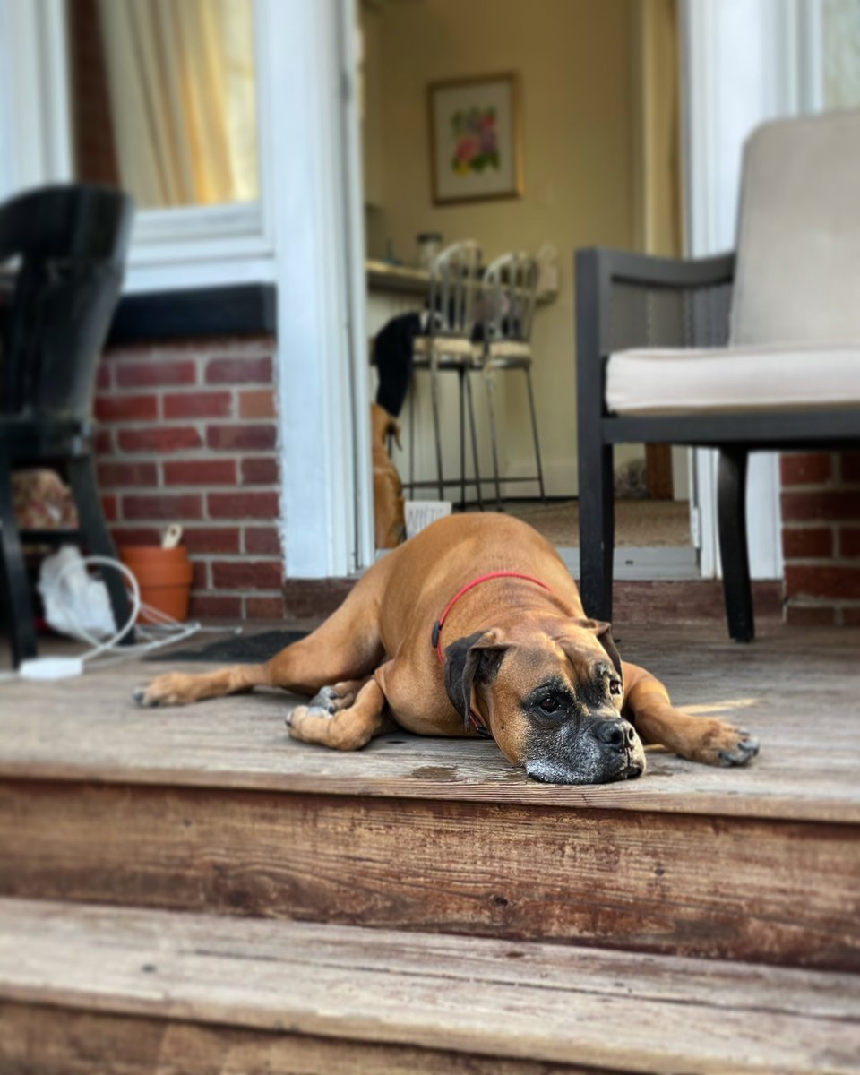 _d_donnally's tweet photo. @hels Oscar, more commonly known as ozzy, bubby, oscaroni, mr dog, oscaroncini, sweet boy, oscaroonydoony, pile o’ paws, ozzy cakes, pumpkin, mr patootie etc etc https://t.co/eBmKeGWOxd