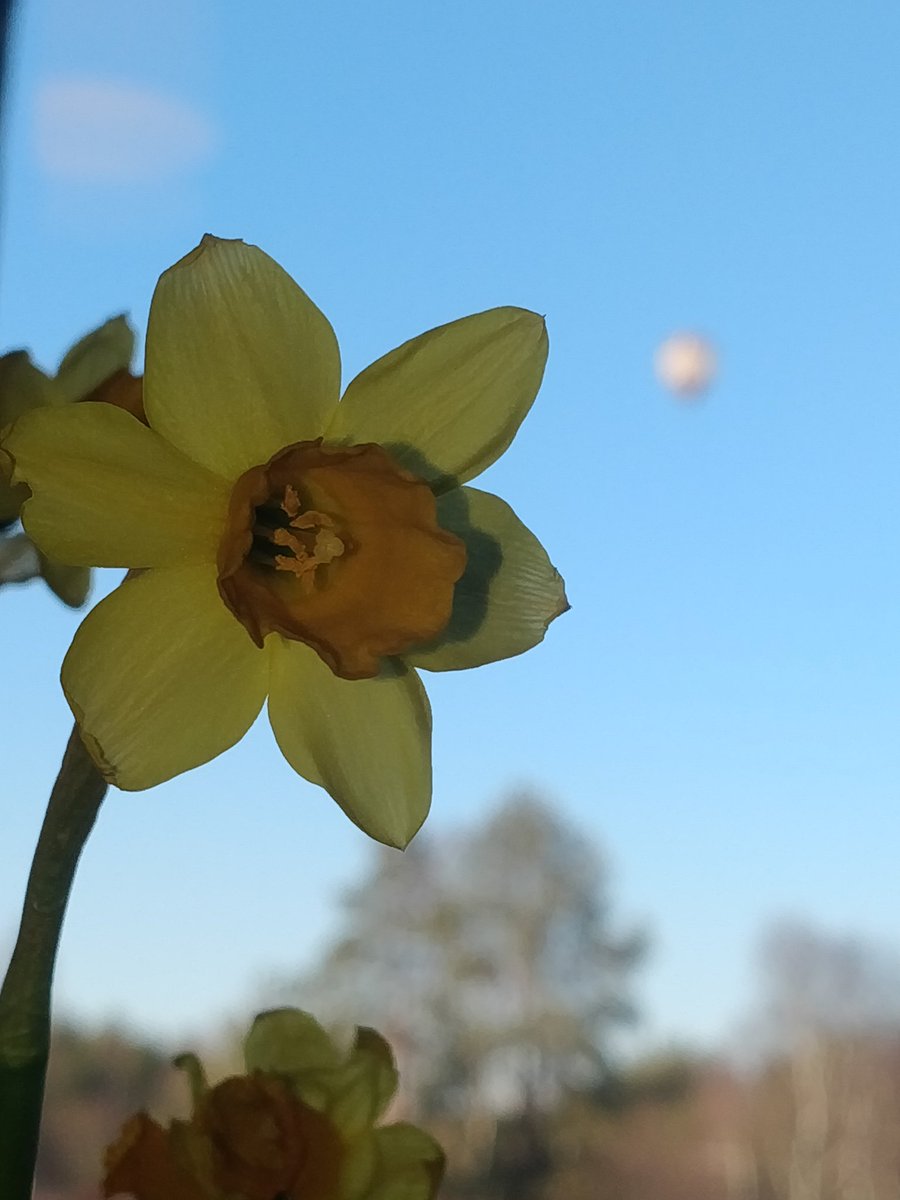 Leopardus_rubus's tweet photo. Keväästä voi nauttia! 💛☺️☀️🎈🌬️ https://t.co/Qgf0Wo5Seg