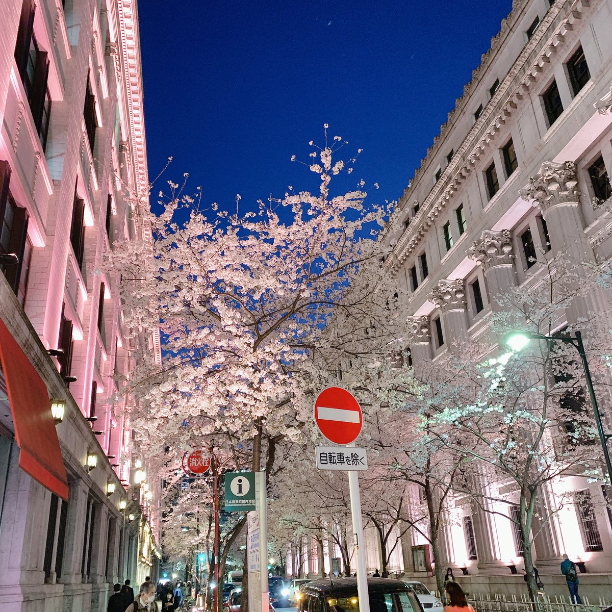 kotaro1982's tweet photo. 江戸桜通りの夜桜🌸 https://t.co/n7Dk3W8jax