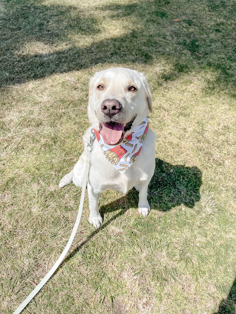 FRY-DAY MOOD🍟 #fridaymood #labradorretriever #HappyFriday