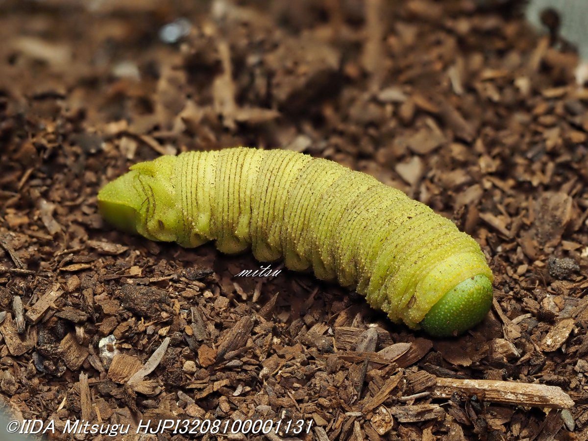 トビイロスズメ