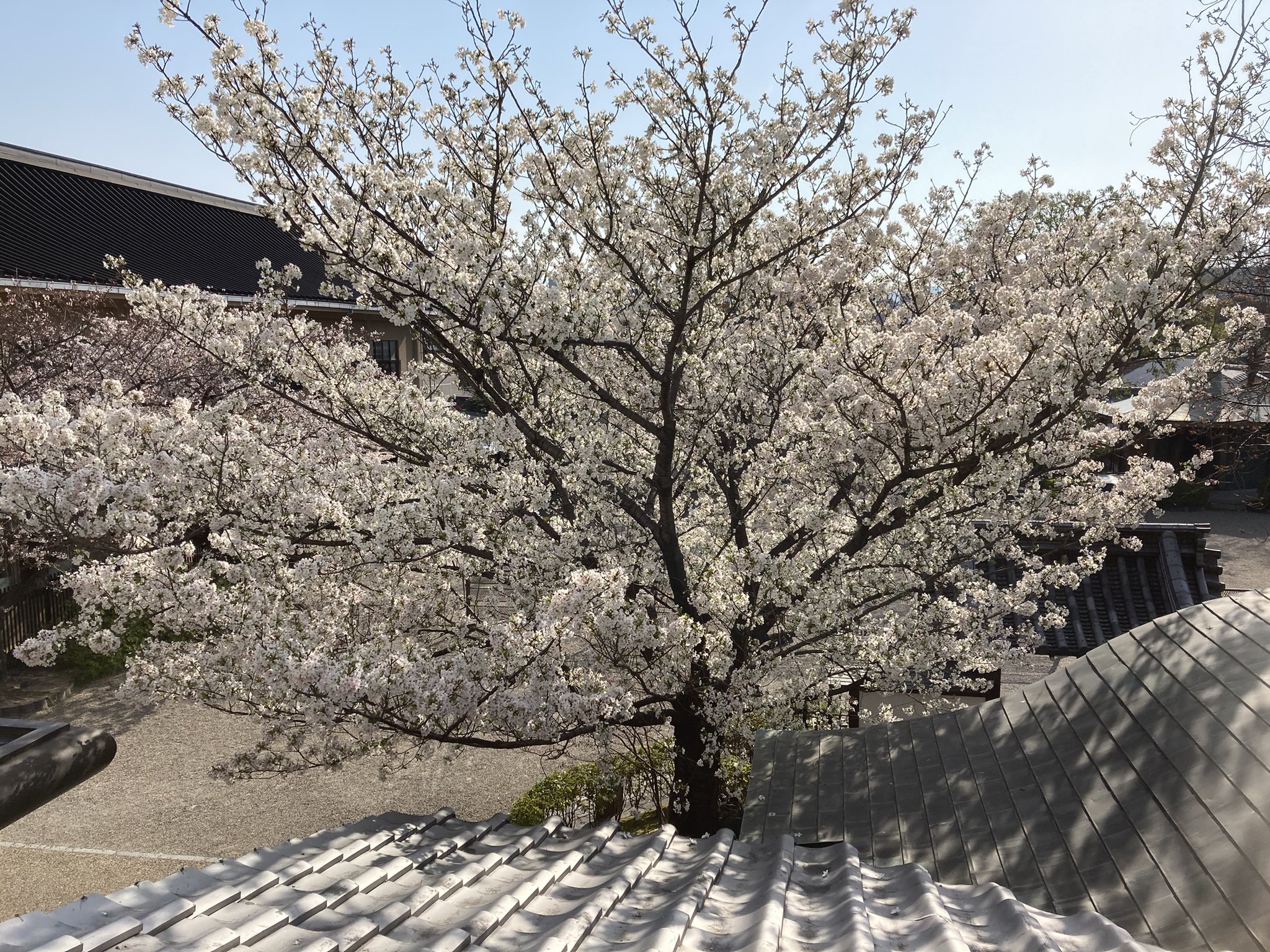 壬生寺 今朝の明星桜 7分咲ほどです 他はまだまだ3分くらいです T Co Maxzswmkxp Twitter