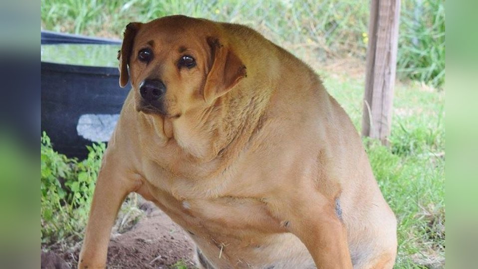 asyraaf12's tweet photo. life is like cock and ball torture but without the cock or torture.
Just ball. - wide dog
#cbt #widedog #dog #meme https://t.co/goC3VlDWOY
