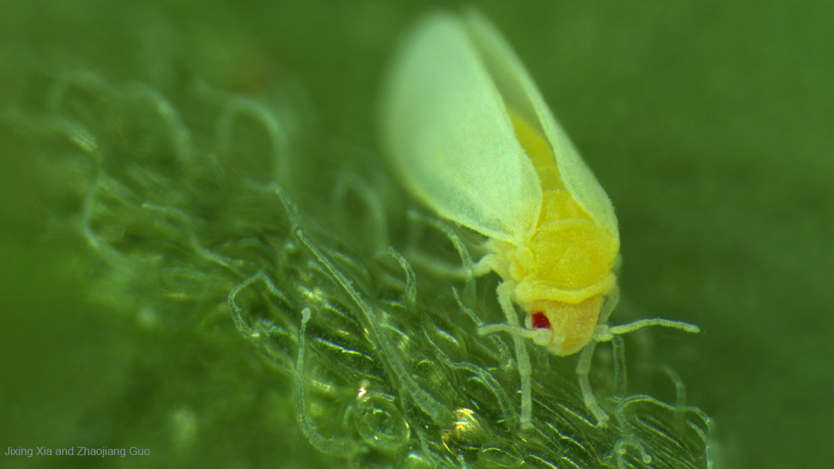 Whiteflies have incorporated ancient plant DNA into their genomes. Xia, Guo, Yang, Turlings, Zhang and colleagues find that by using their plant-born powers, these pests are able to resist common plant toxins. Read more in <a href="/CellCellPress/">Cell</a> hubs.ly/H0K0vQ_0
