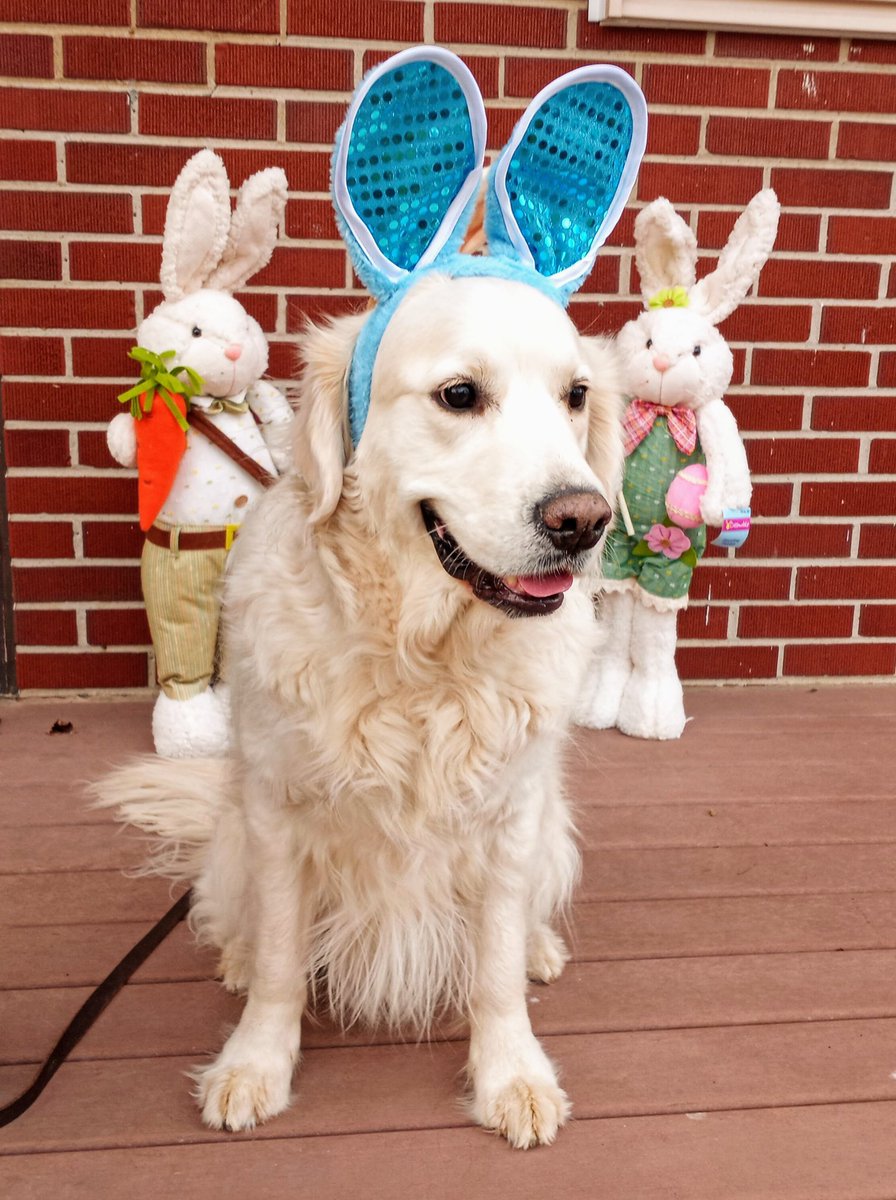 LV Therapy Dogs tweet media