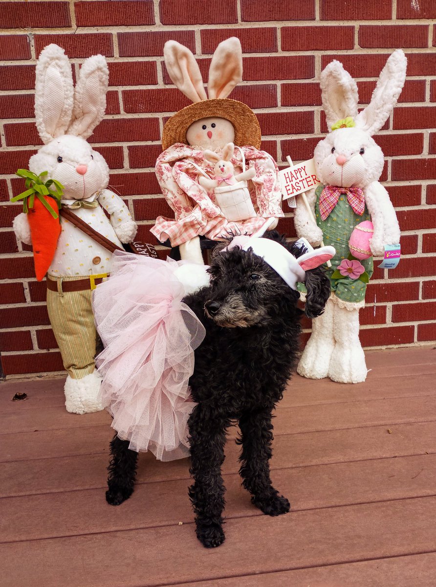 LV Therapy Dogs tweet media