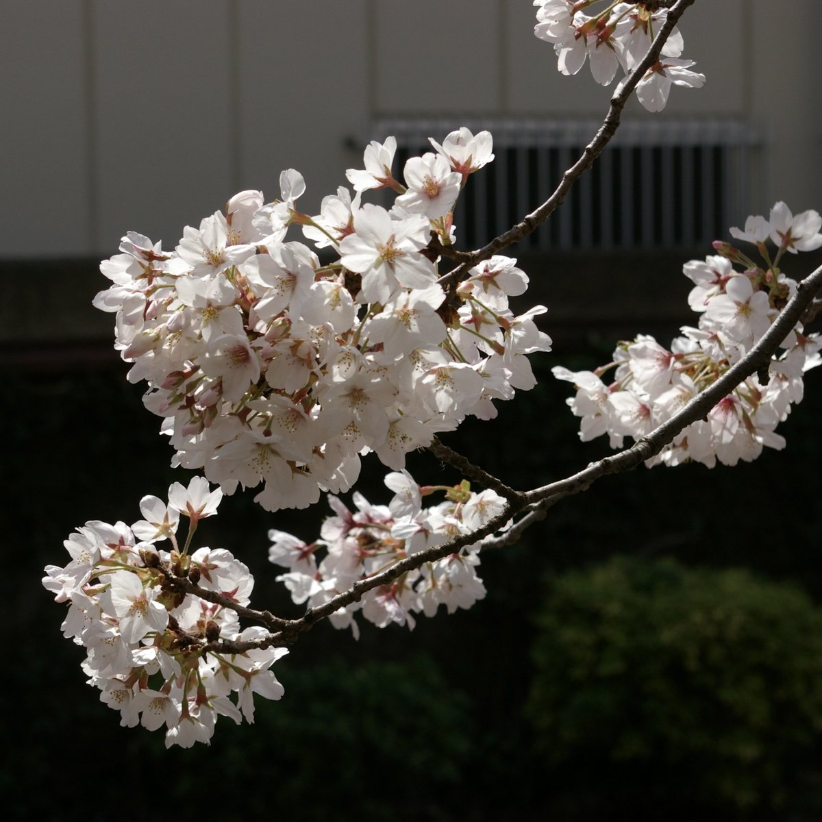 mayfly0211's tweet photo. 東京の満開の桜。
今日が見頃のピークかな。
#桜 #夜桜 #pentax #k100ds #k100dsuper #cherryblossom https://t.co/IxExtB82Lr