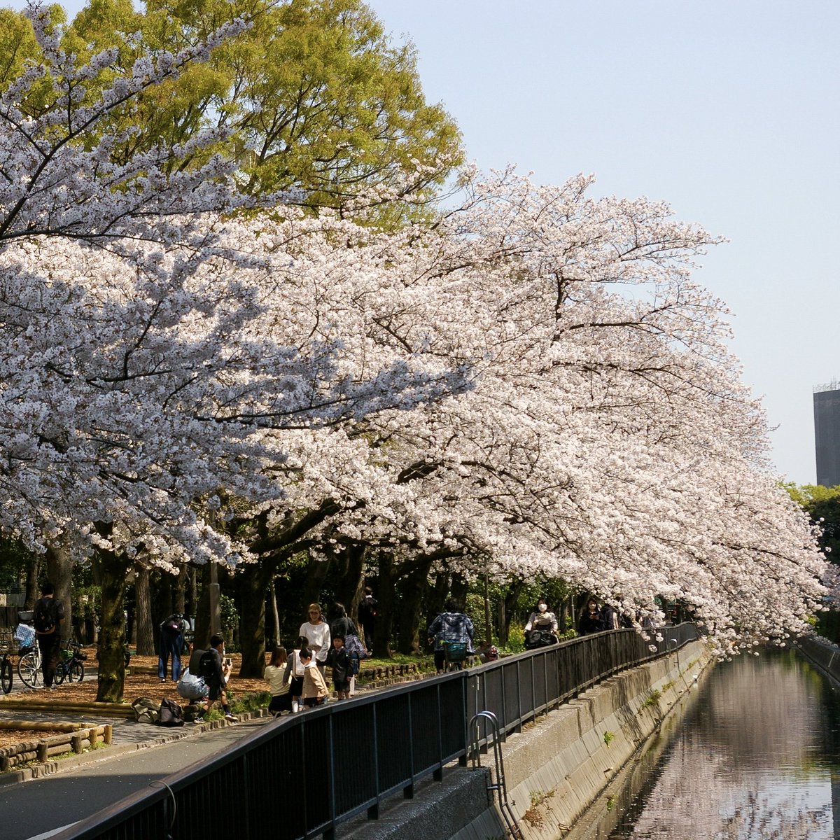 mayfly0211's tweet photo. 東京の満開の桜。
今日が見頃のピークかな。
#桜 #夜桜 #pentax #k100ds #k100dsuper #cherryblossom https://t.co/IxExtB82Lr