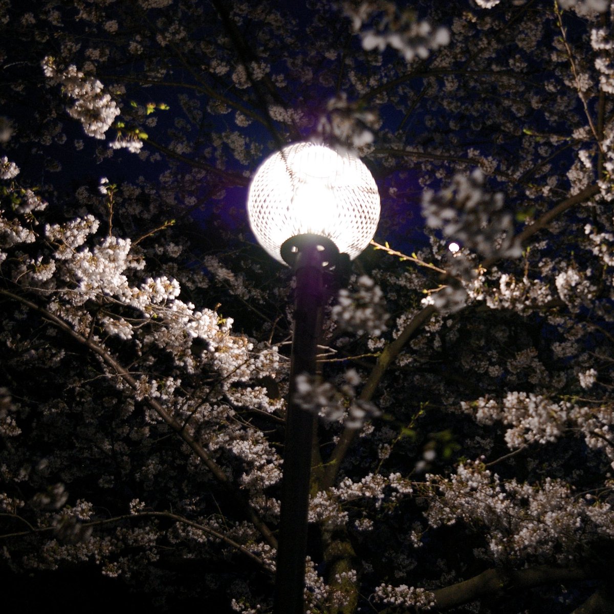 mayfly0211's tweet photo. 東京の満開の桜。
今日が見頃のピークかな。
#桜 #夜桜 #pentax #k100ds #k100dsuper #cherryblossom https://t.co/IxExtB82Lr
