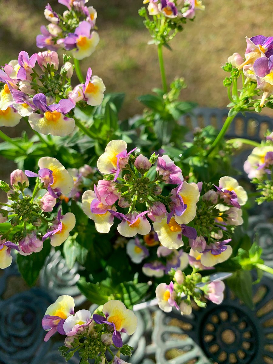 幸せを感じる　朝のそら🔹

　　コロナ禍の中でも
　　　小さな幸せ♬︎*.:*

　🌸　花のある　幸せ

　🎼　歌のある　幸せ

　👩‍👩‍👧‍👧　友のいる　幸せ

　😻　そして　猫と暮らす幸せ

おはようございます꒰ღ˘◡︎˘ற꒱✯︎💓

　　#シマホネコダスケ
　　　#ネメシア　#スモモの木