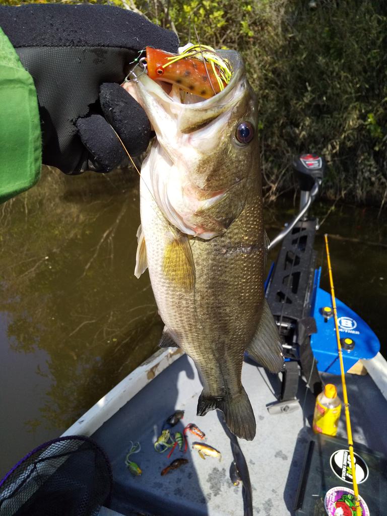 スティーズポッパーフロッグjr Twitter Search